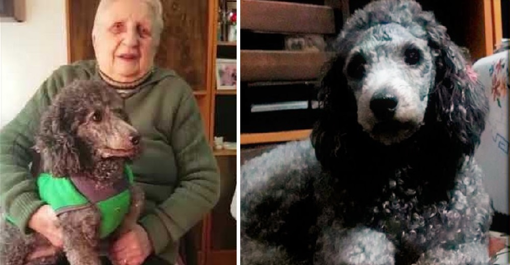 Una angustiada pareja de ancianos ofrece su pensión como rescate de la perrita que les robaron