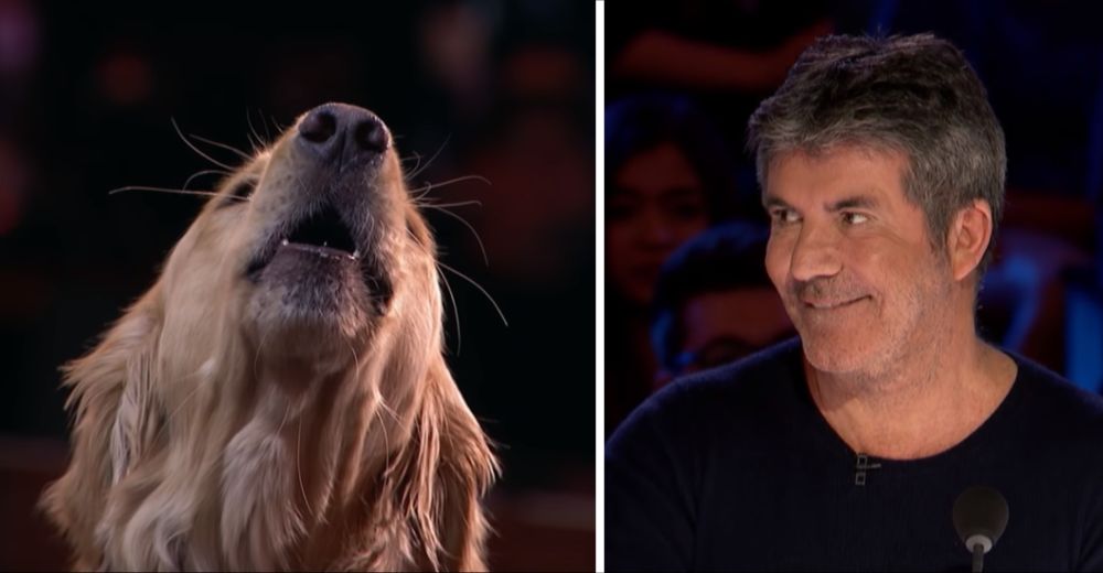 Un adorable Golden cautiva a todo un país y podría ser el ganador de America’s Got Talent Un adorable Golden cautiva a todo un país y podría ser el ganador de America’s Got Talent