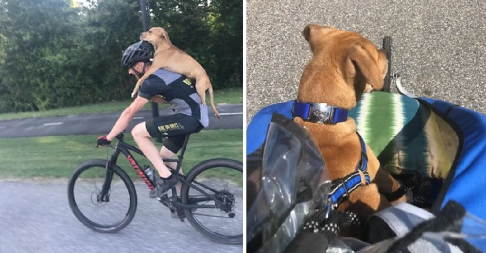 Un ciclista vio a un perro herido y no se rindió hasta dar con una ingeniosa forma de ayudarlo