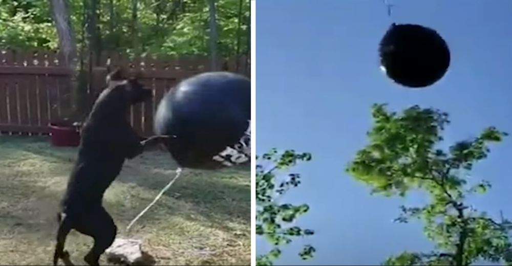 Estos padres deciden revelar el género de su bebé, pero los planes de su perrita eran mejores