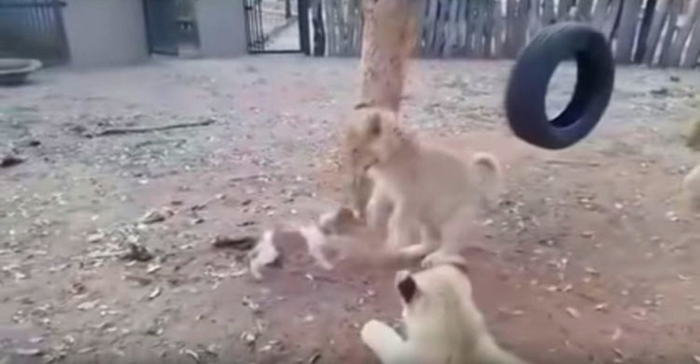 Un diminuto perrito tiene la osadía de enfrentarse a 3 leones por un plato de comida