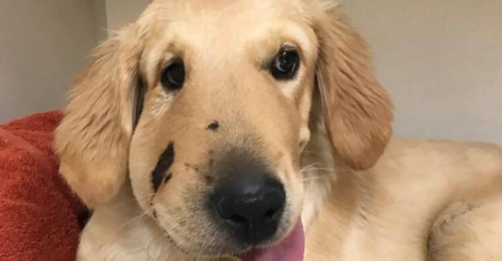 Un perro héroe fue atacado por una serpiente mientras trataba de proteger a su dueña Un perro héroe fue atacado por una serpiente mientras trataba de proteger a su dueña
