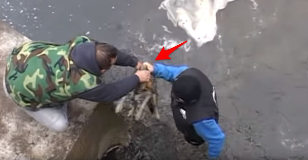Un cachorro atrapado en un río helado muestra increíble gratitud al hombre que lo salvó Un cachorro atrapado en un río helado muestra increíble gratitud al hombre que lo salvó