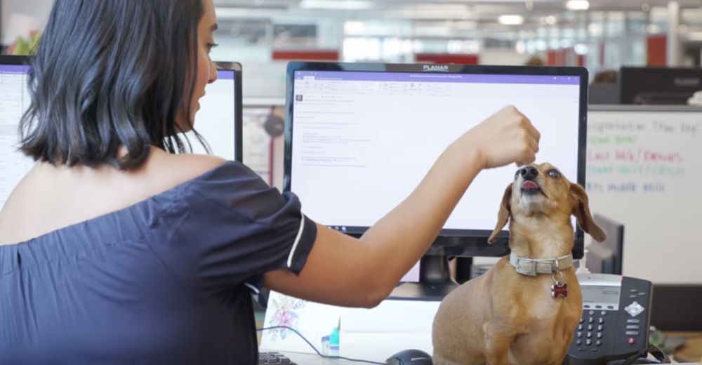 La primera empresa con 6.000 perros confiesa que los cambios han sido increíbles La primera empresa con 6.000 perros confiesa que los cambios han sido increíbles