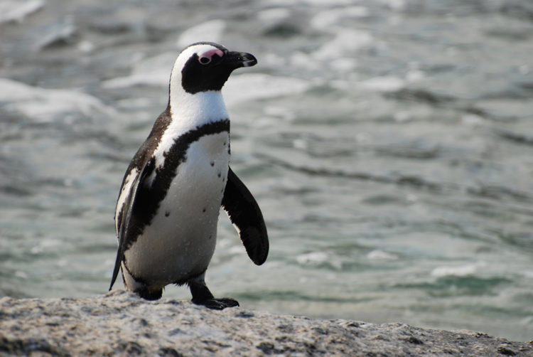 Pinguino Africano 