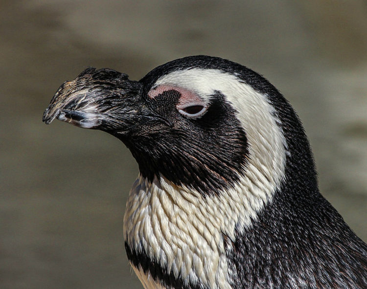 Pinguino Africano 