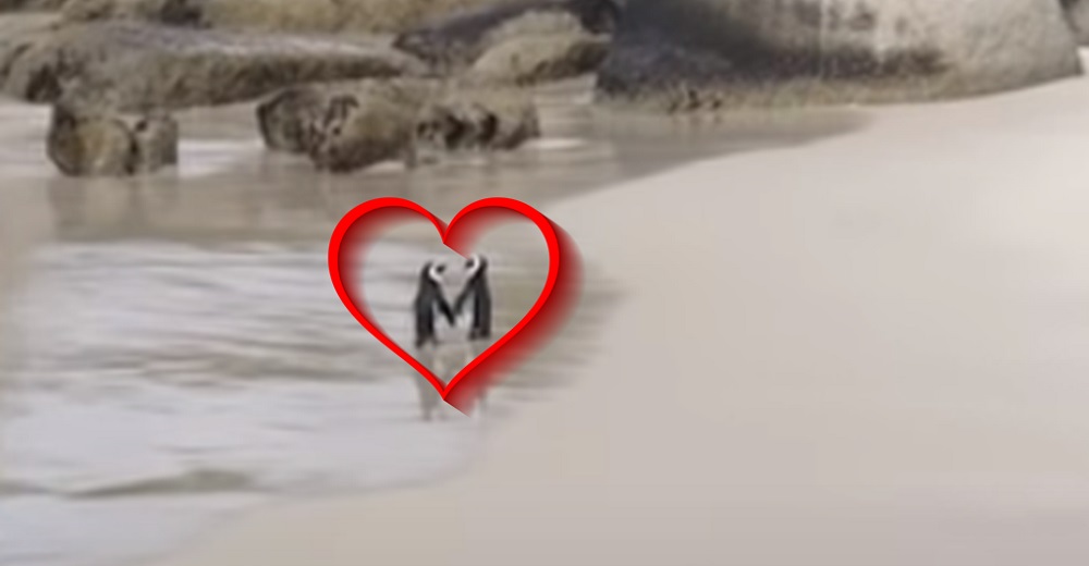 Captan a pareja de pingüinos «tomados de la mano» mientras dan un romántico paseo por la playa