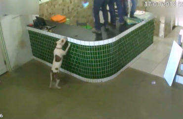 PIT BULL BRASIL