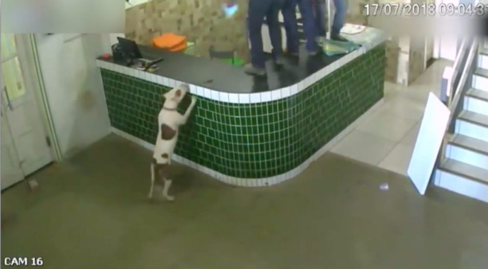 Obreros huyen aterrorizados de un «temible» pit bull hasta que descubren su verdadera intención Obreros huyen aterrorizados de un «temible» pit bull hasta que descubren su verdadera intención