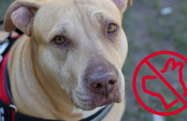Pitbull Delta Airlines