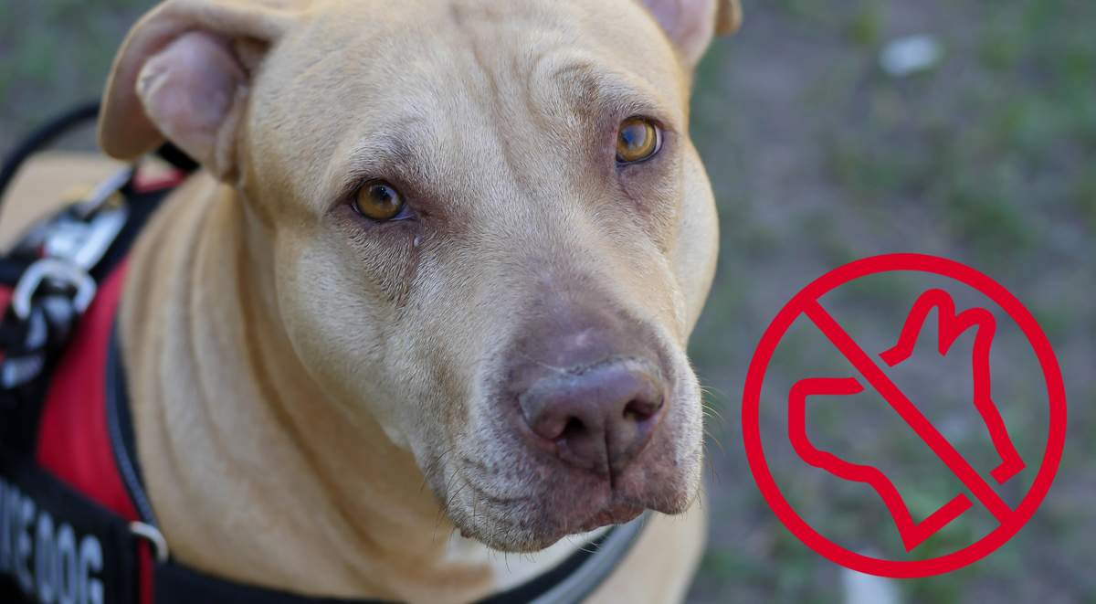 Prohíben a los «perros tipo pit bull» volar en una reconocida aerolínea por proteger al personal Prohíben a los «perros tipo pit bull» volar en una reconocida aerolínea por proteger al personal
