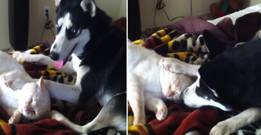 Un husky no permite que su hermano gatuno duerma la siesta en paz Un husky no permite que su hermano gatuno duerma la siesta en paz