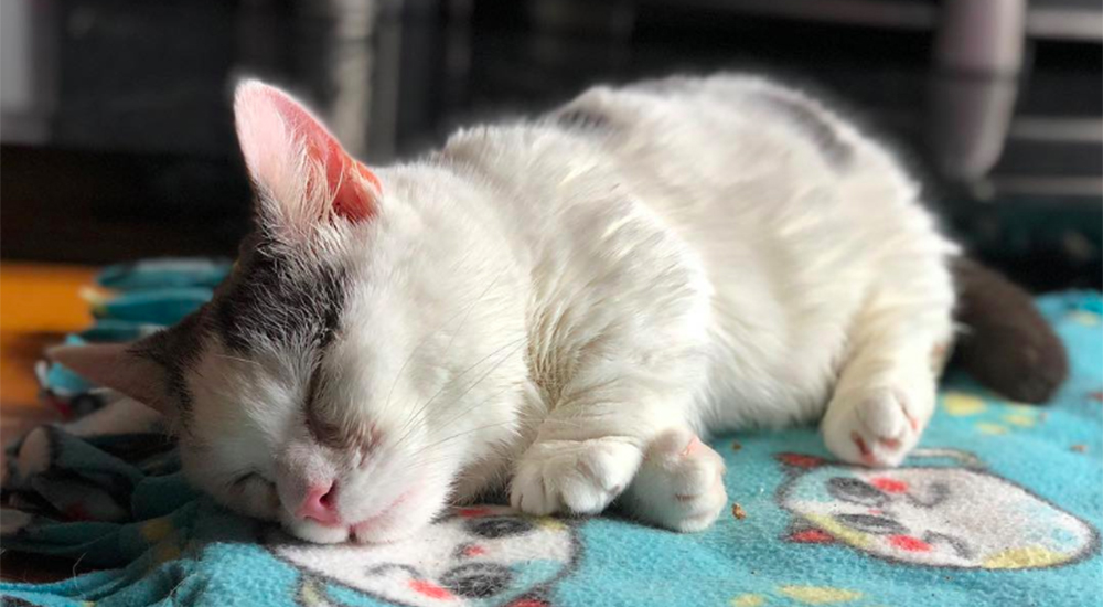 Una gatita ciega y enanita se empeña en vivir tras ser dejada por su familia