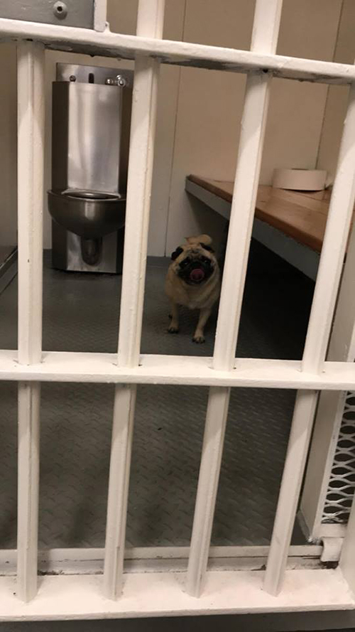 Pugshot