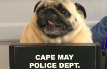 PUGSHOT