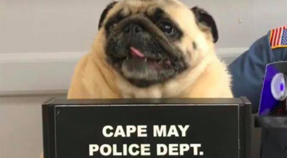 Un pug va a prisión por huír de casa y sus fotos tras las rejas se vuelven virales Un pug va a prisión por huír de casa y sus fotos tras las rejas se vuelven virales