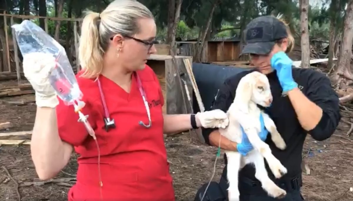 Animales Rescatados 200 animales son rescatados de una granja en deplorables condiciones ...
