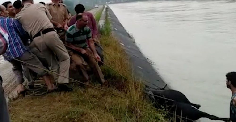 Parecía imposible pero logran salvar a un toro de más de 1000 kilos atrapado en un canal Parecía imposible pero logran salvar a un toro de más de 1000 kilos atrapado en un canal