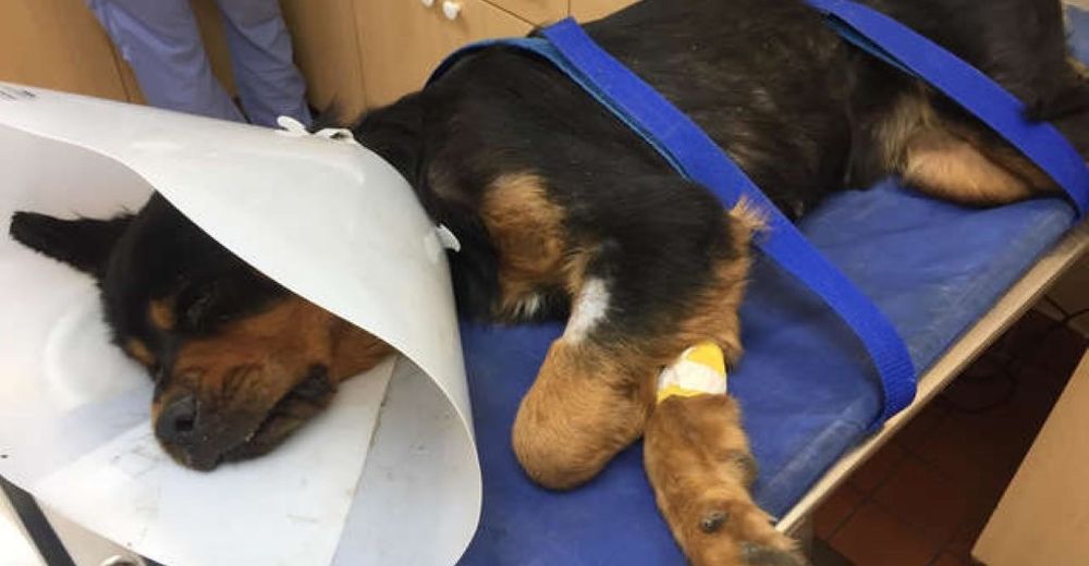Encuentran a una cachorra de 6 meses inmóvil después de haber sido abandonada en un basurero Encuentran a una cachorra de 6 meses inmóvil después de haber sido abandonada en un basurero