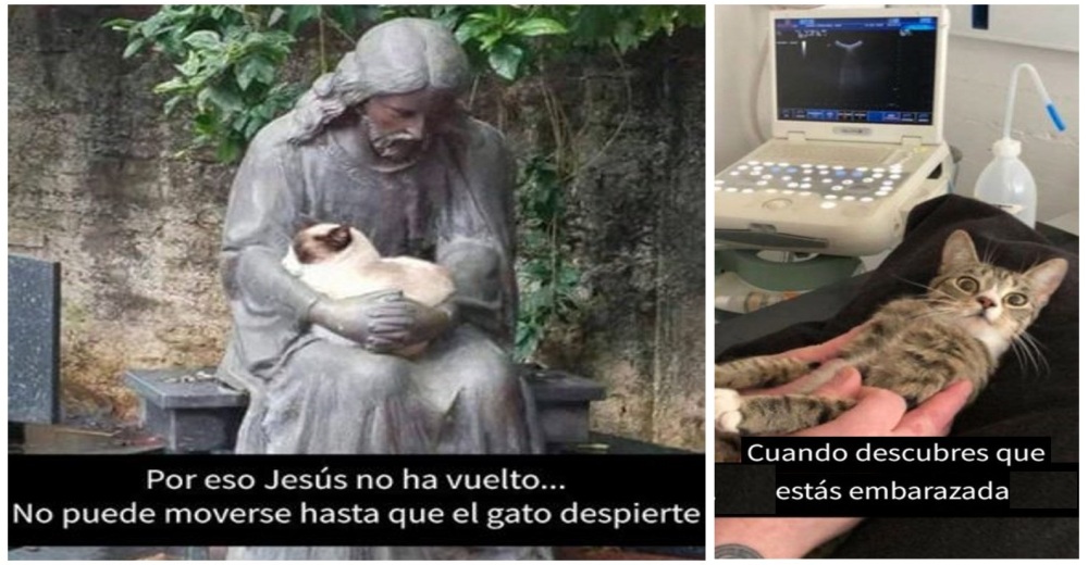 Así fueron sorprendidos estos 10 gatos y las redes no pueden parar de reír Así fueron sorprendidos estos 10 gatos y las redes no pueden parar de reír