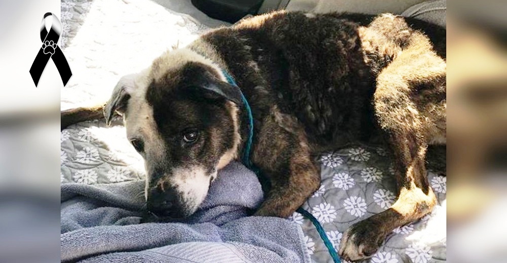 Familia rescata un perro que le quedaban pocos días de vida para demostrarle lo que es ser amado