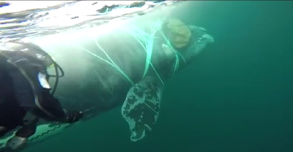 Unos buzos lo arriesgan todo para liberar a una estresada ballena atrapada en una red de pesca Unos buzos lo arriesgan todo para liberar a una estresada ballena atrapada en una red de pesca
