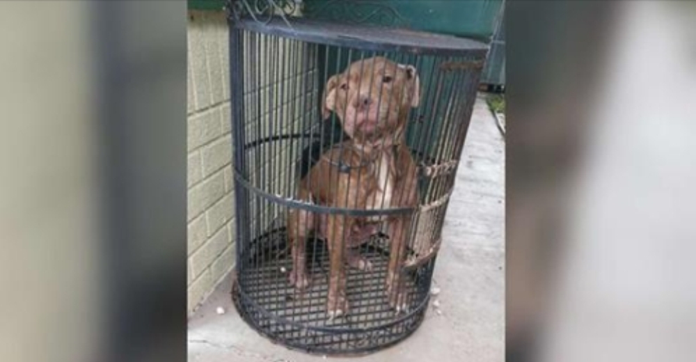 Una esquelética perrita pitbull es abandonanda en un refugio dentro de una jaula para pájaros Una esquelética perrita pitbull es abandonanda en un refugio dentro de una jaula para pájaros