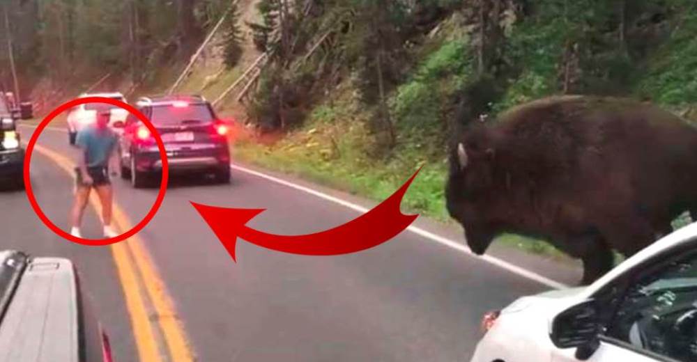Un hombre reta a un enorme bisonte en su hábitat natural y nada termina como esperaba