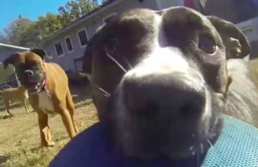Bonnie GoPro