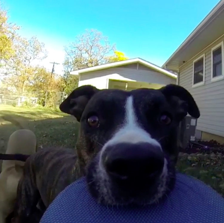 Bonnie GoPro