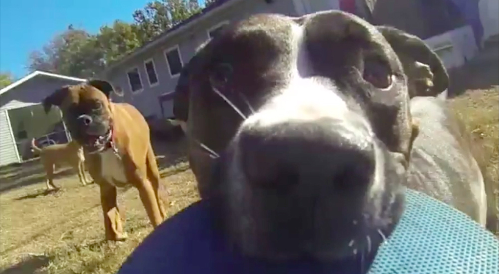 La más divertida persecusión canina grabada por un perro tras robar la cámara GoPro de su dueño