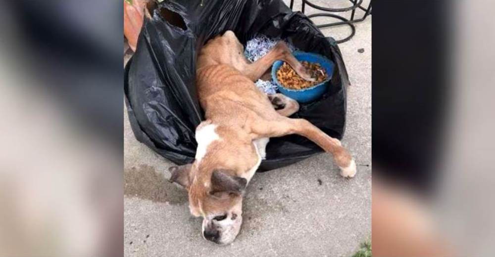 Una perrita moribunda es abandonada en medio de la noche dentro de una bolsa de basura