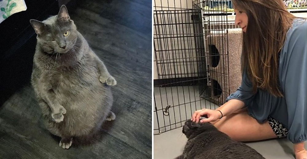 Bruno, el gato estrafalario ya encontró a unos humanos casi tan «especiales» como él Bruno, el gato estrafalario ya encontró a unos humanos casi tan «especiales» como él