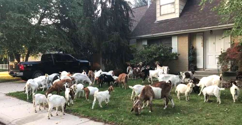 Más de 100 cabras hambrientas se apoderan de un vecindario y se hace viral