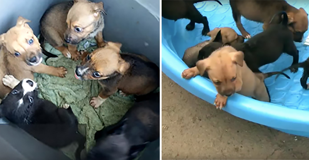 Encuentran a 6 indefensos cachorros en el fondo de un contenedor de basura dejados para morir