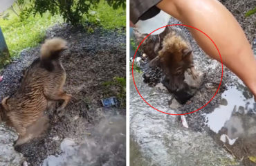 Cachorros Vietnam