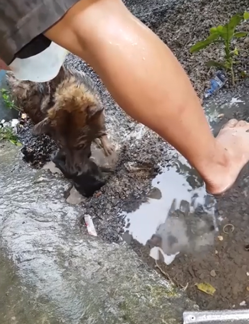 Cachorros Vietnam