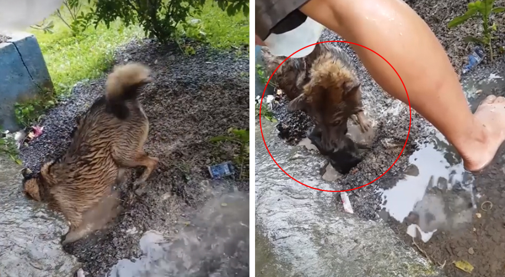 Heroica madre salva a sus cuatro cachorritos de morir ahogados en su escondite