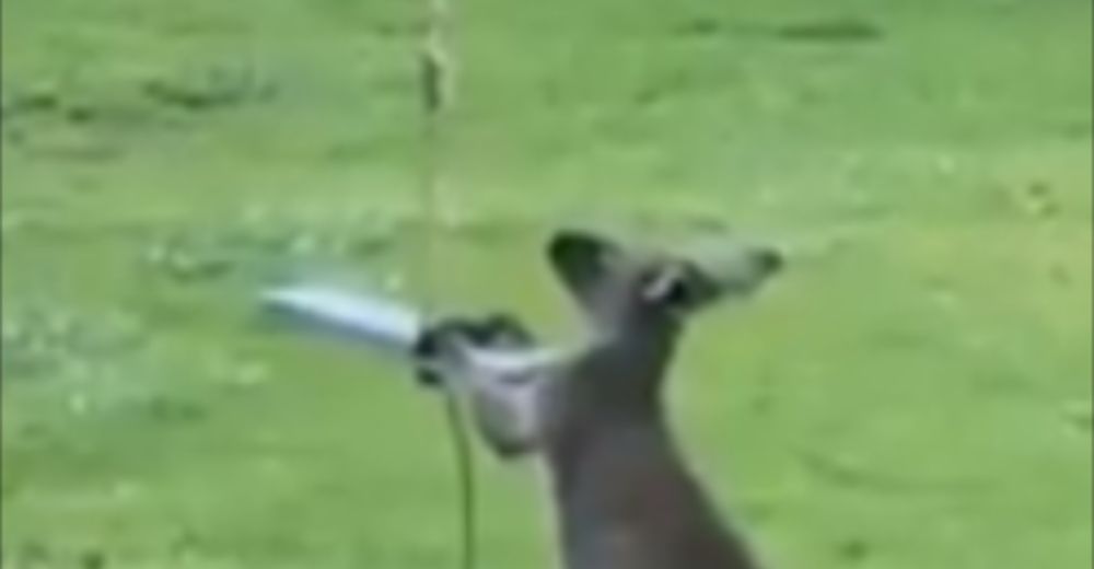Adorable canguro no se da por vencido tratando de subirse al columpio de una casa en Australia Adorable canguro no se da por vencido tratando de subirse al columpio de una casa en Australia