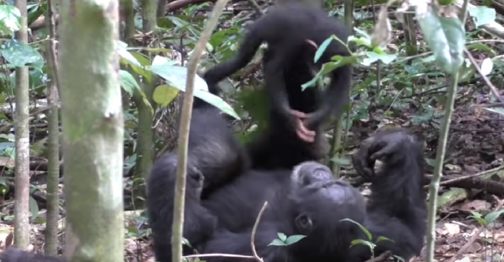 El tierno momento en que un chimpancé juega al avioncito con su bebé… Hasta hay turbulencia