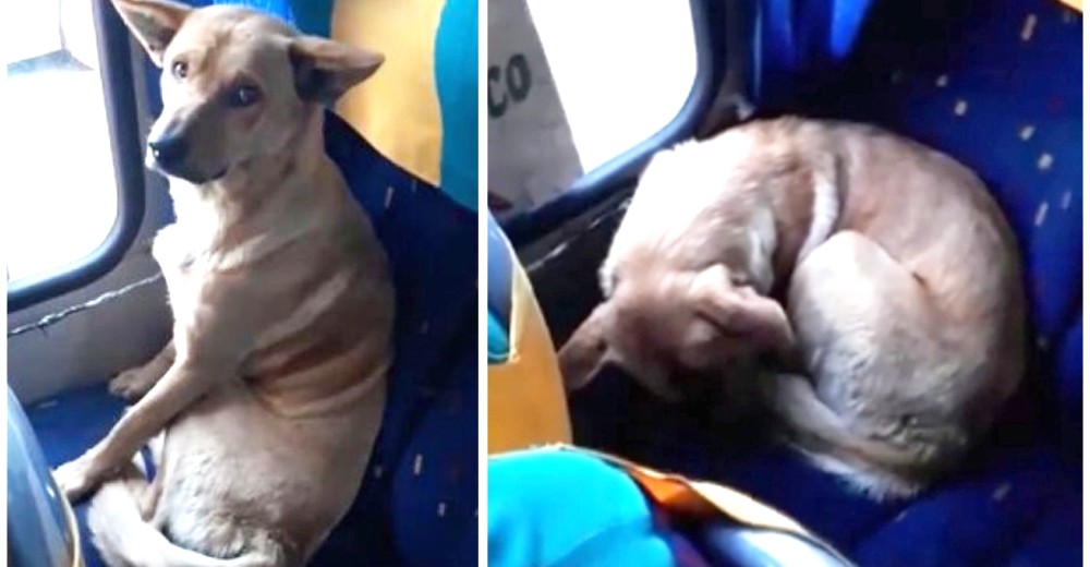 Graban a un perro muerto del frío que encontró un ángel que le permitió refugiarse en su autobús