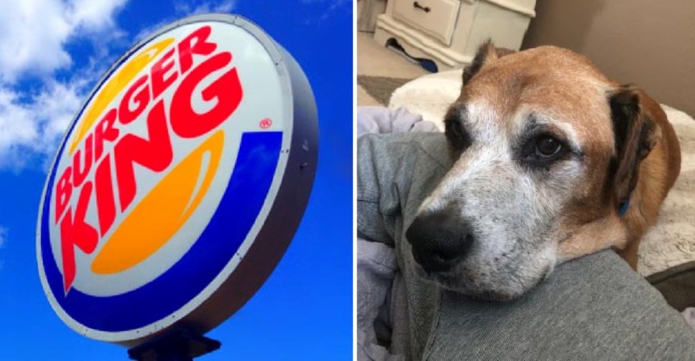El gesto solidario de Burger King con el perro enfermo terminal que comía hamburguesas cada día El gesto solidario de Burger King con el perro enfermo terminal que comía hamburguesas cada día