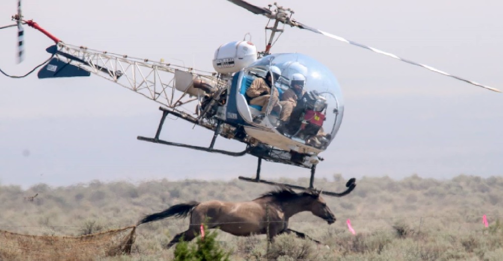 Miles de caballos son perseguidos cruelmente hasta matarlos por dinero Miles de caballos son perseguidos cruelmente hasta matarlos por dinero