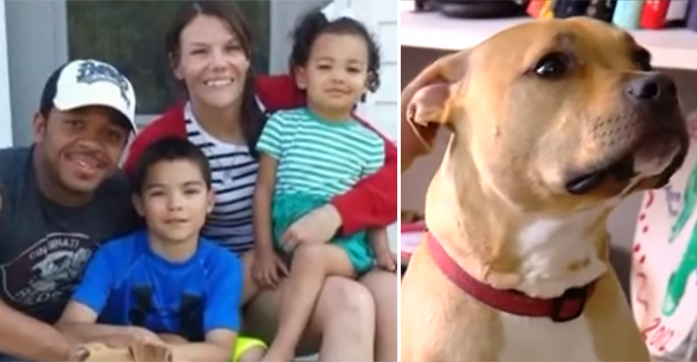 Extraños gruñidos de su pitbull adoptado la alerta del peor peligro y salva la vida de su hijo