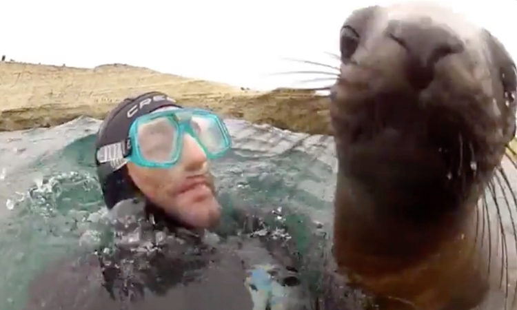 FOCA ARGENTINA