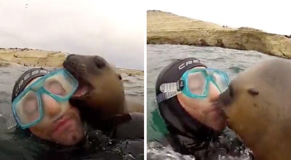 El beso viral de una foca bebé al buzo que acaba de conocer en el océano