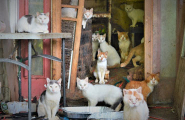 Gatos New Jersey