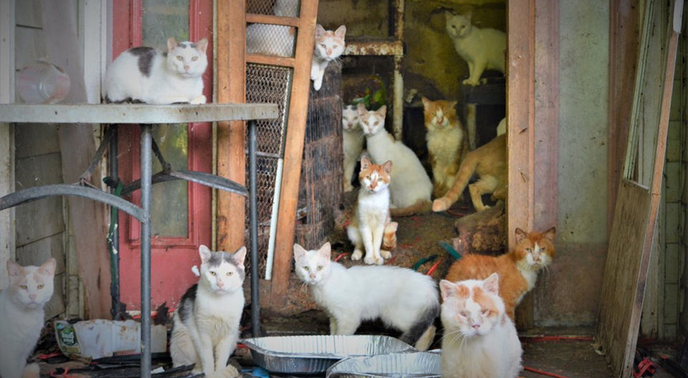 Rescatan más de 170 gatos de la casa de un viudo que jamás hizo nada por cuidarlos