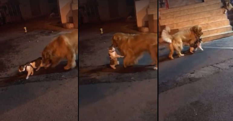 Pelea de gatos