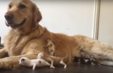 Golden Retriever adopta gatitos
